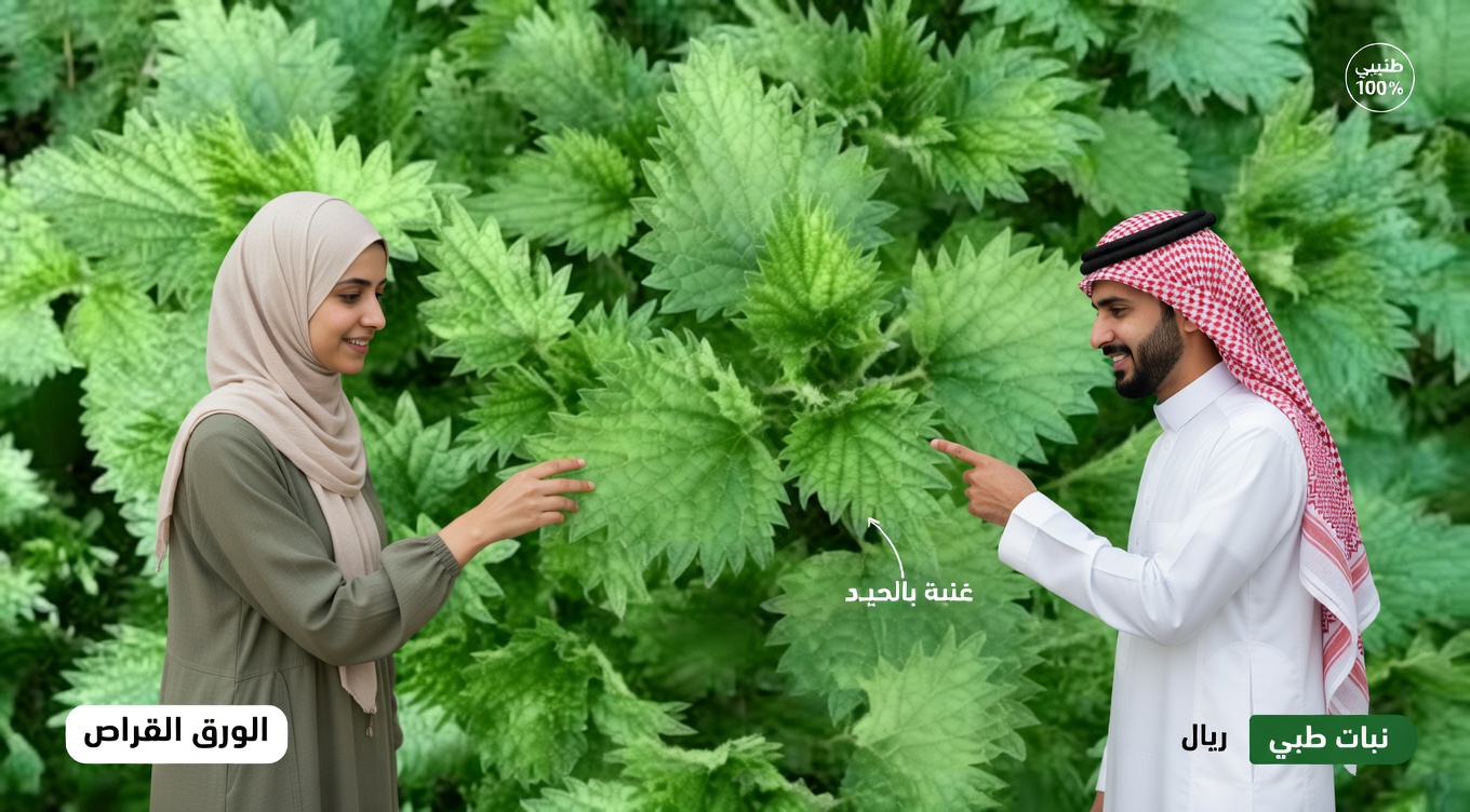 جذر القراص: العشبة التقليدية التي يثير فضول كثير من الرجال بشأنها لدعم الراحة البولية ليلًا والنوم الهانئ