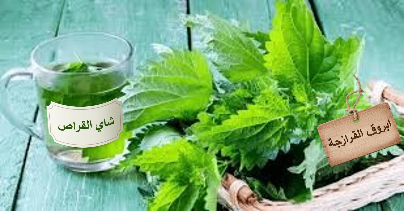 جذر القراص: العشبة التقليدية التي يثير فضول كثير من الرجال بشأنها لدعم الراحة البولية ليلًا والنوم الهانئ