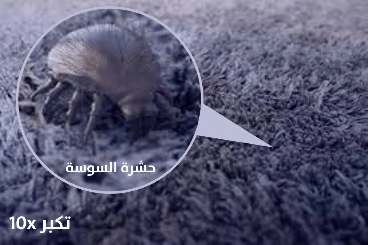 كيفية التخلص من عث الغبار في سريرك