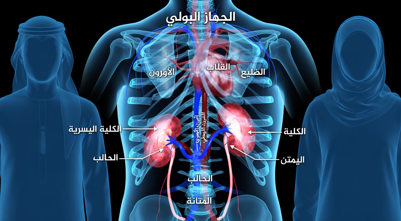 ادعم صحة كليتيك أثناء النوم؟ اكتشف مشروب دعم الكلى الطبيعي الذي يتحدث عنه الجميع