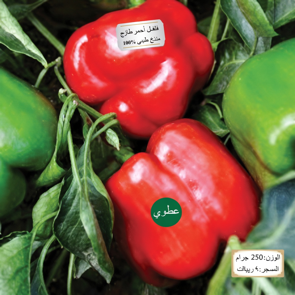 ٨ أطعمة خارقة طبيعية ستشكرُك كُليتاك عليها: أطعمة يومية لدعم صحتك بشكل طبيعي