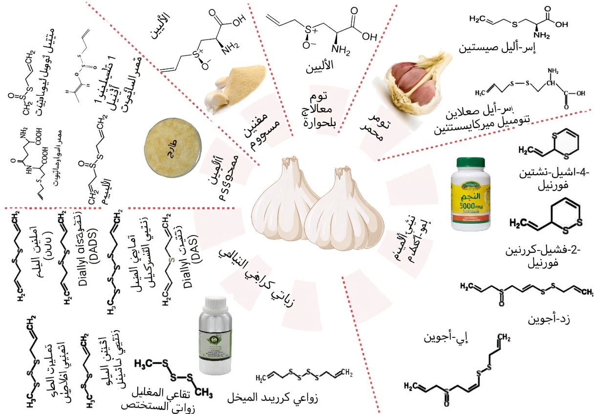 مستوى الكرياتينين مرتفع؟ 5 أطعمة صديقة للكلى قد تساعد في دعم مستويات كرياتينين صحية ووظائف الكلى