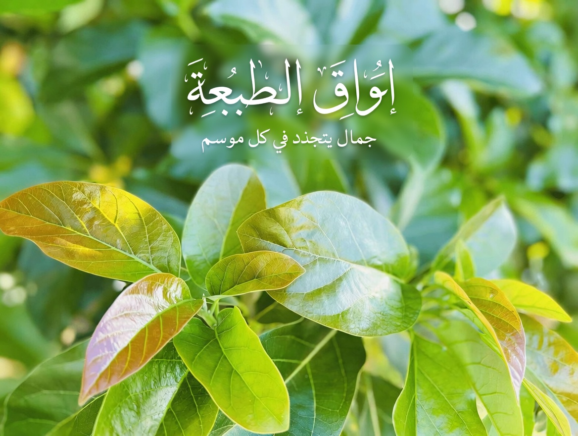 اكتشف أربع أوراق قد تدعم مستويات سكر الدم الصحية، وصحة الكبد، والدورة الدموية، وضغط الدم بشكل طبيعي