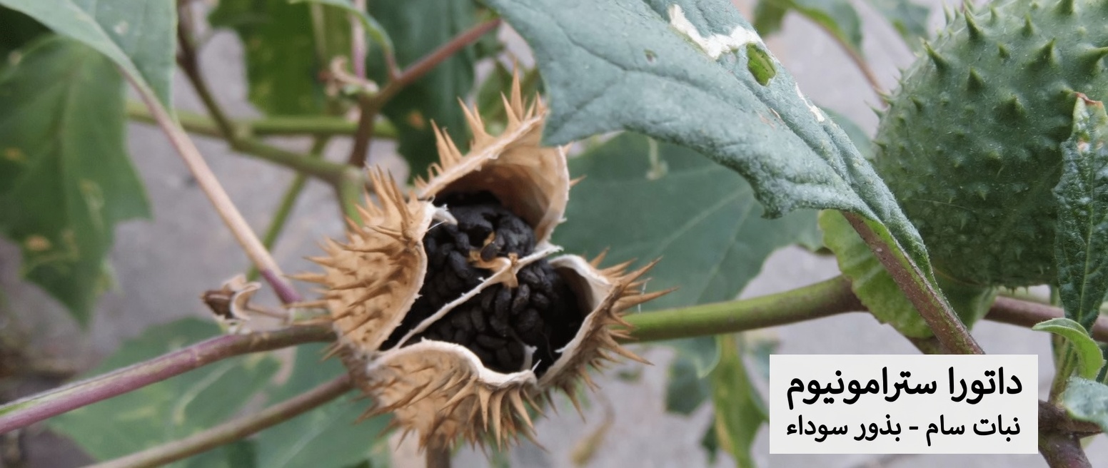 جنس الداتورا: 12 سببًا مرعبًا يجعل هذه «بوق الملاك» على بُعد لمسة واحدة من الكارثة