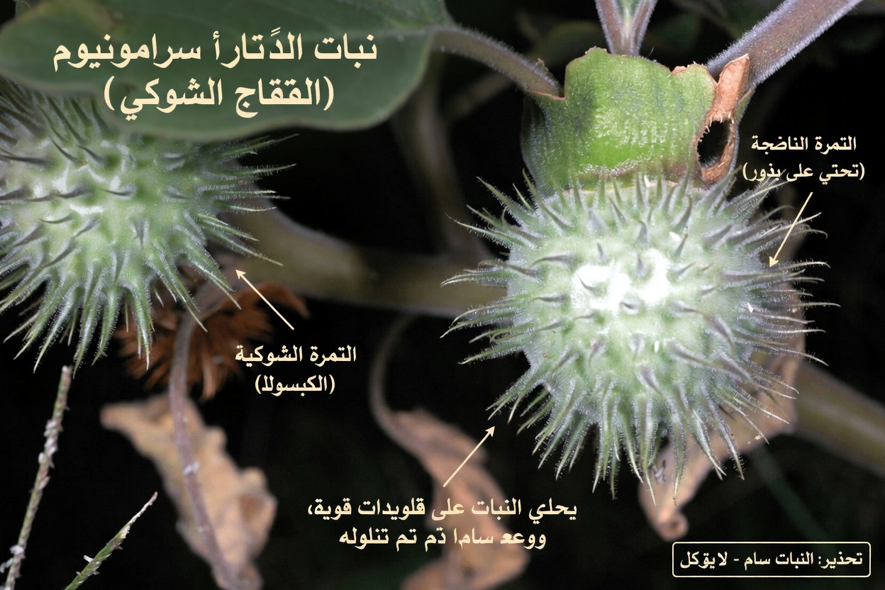 جنس الداتورا: 12 سببًا مرعبًا يجعل هذه «بوق الملاك» على بُعد لمسة واحدة من الكارثة