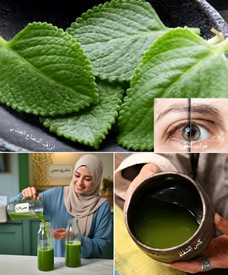 اكتشف 10 طرق مطبخية يومية لاستخدام الأوريجانو لعينيك قد تساعد في دعم صحة بصرك بشكل طبيعي