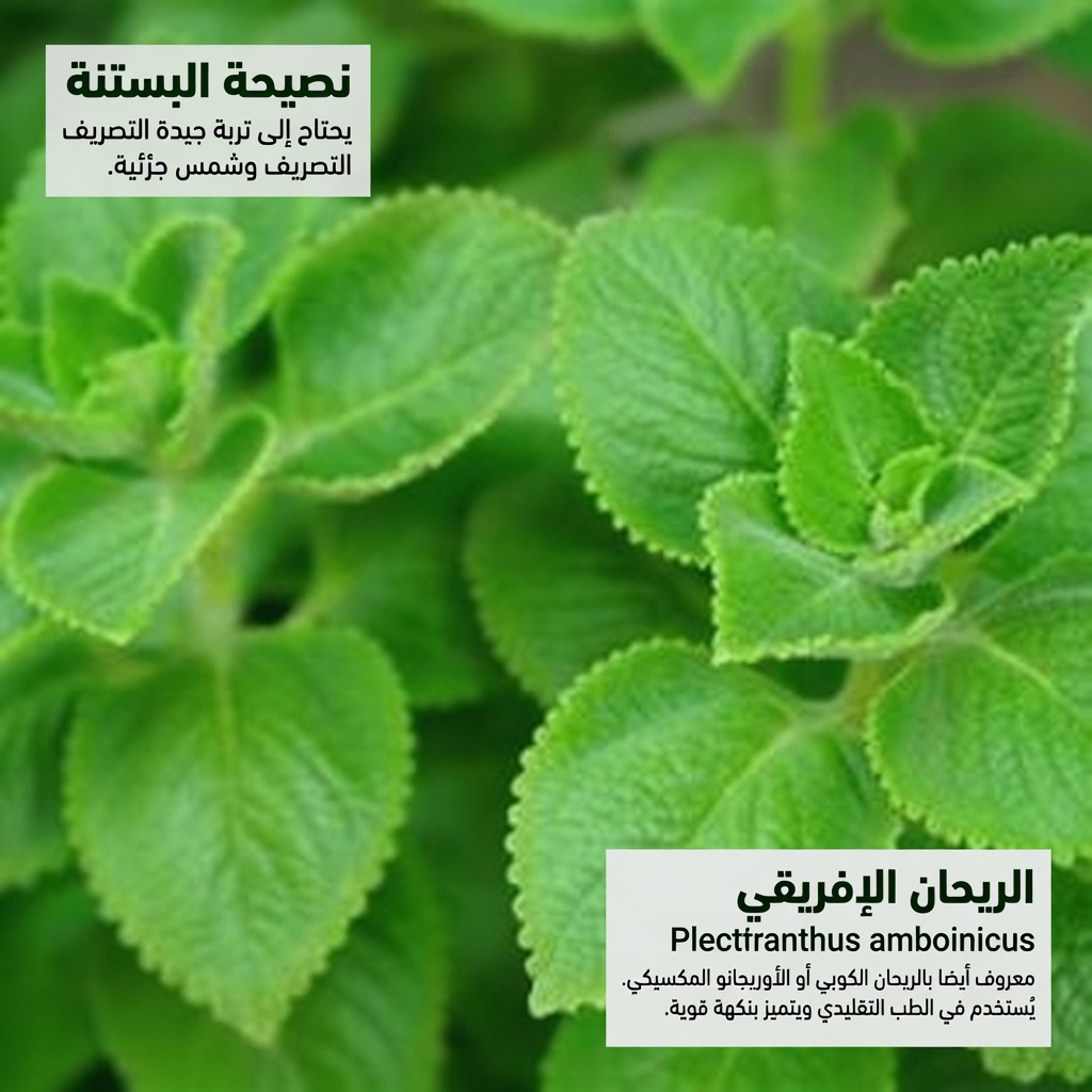 اكتشف 10 طرق مطبخية يومية لاستخدام الأوريجانو لعينيك قد تساعد في دعم صحة بصرك بشكل طبيعي