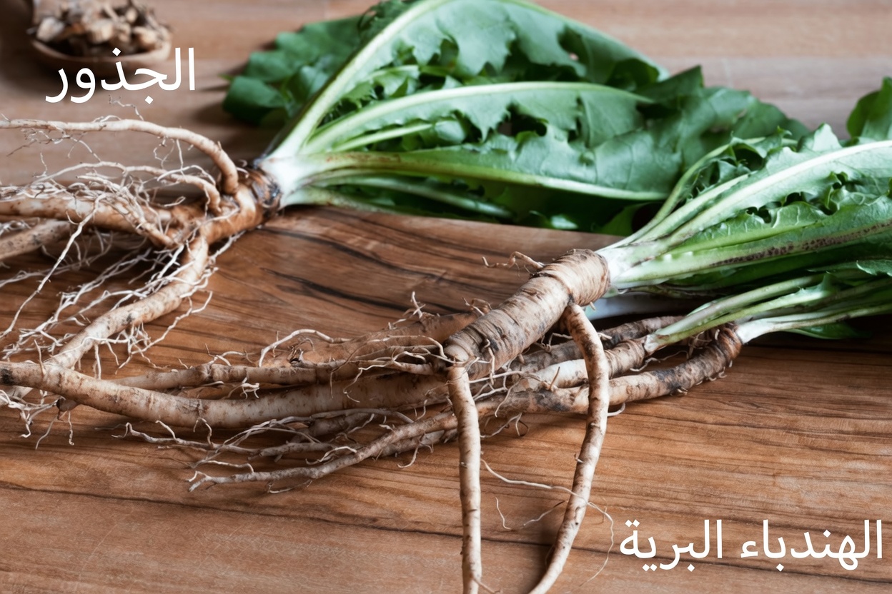 لماذا يستحق جذر الشوك مكانًا في روتينك: السر المدعوم علميًا لصحة الكبد