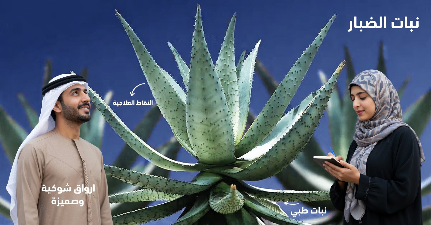 لِماذا يُستَخدَم الألوفيرا؟ اكتشف الطرق الآمنة واليومية للاستفادة من هذا النبات الشائع