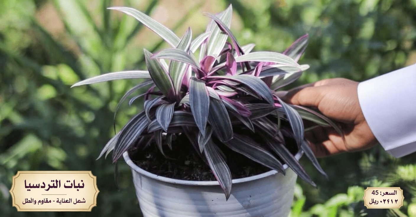 كيفية تحضير شاي نبات تراديسكانتيا سباثاسيا في المنزل: دليل بسيط للوصفة التقليدية لهذا النبات الحيوي