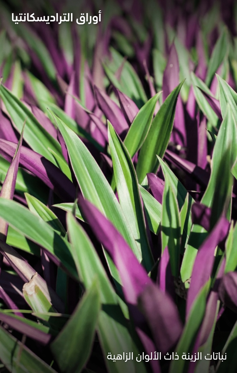 كيفية تحضير شاي نبات تراديسكانتيا سباثاسيا في المنزل: دليل بسيط للوصفة التقليدية لهذا النبات الحيوي