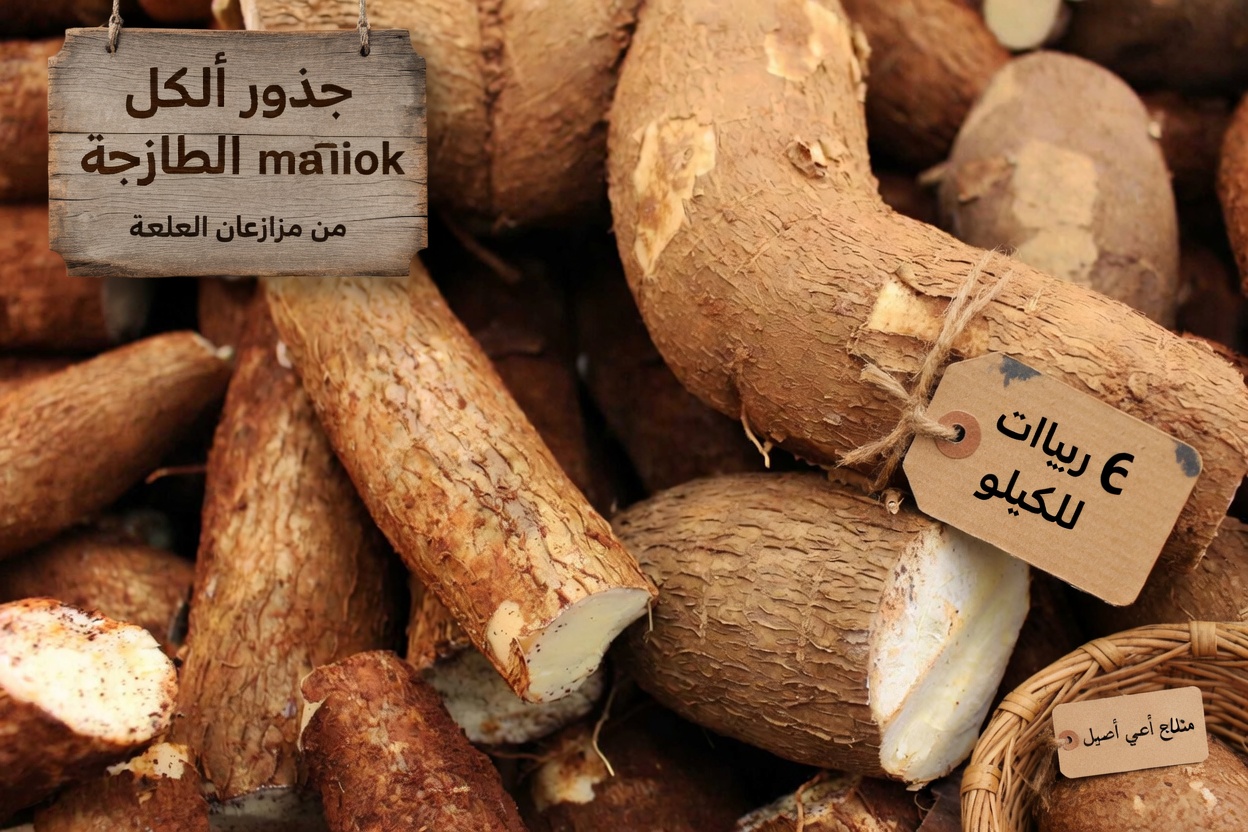 يكشف الأطباء أن تناول الكسافا يسبب… ما يجب أن تعرفه قبل أكل هذا الجذر الشائع