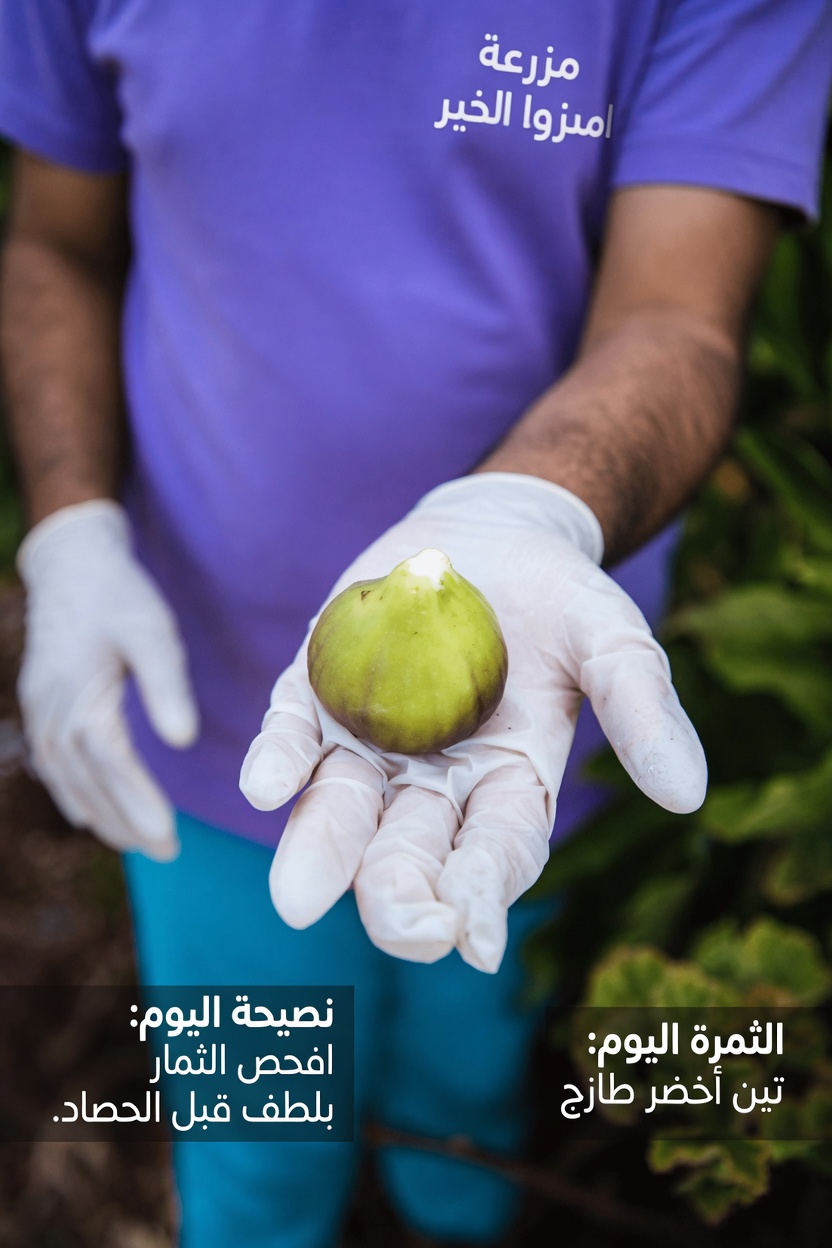 معظم الناس لا يدركون مدى أهمية عصارة التين – اكتشف استخداماتها التقليدية وفوائدها المحتملة لصحة الجسم