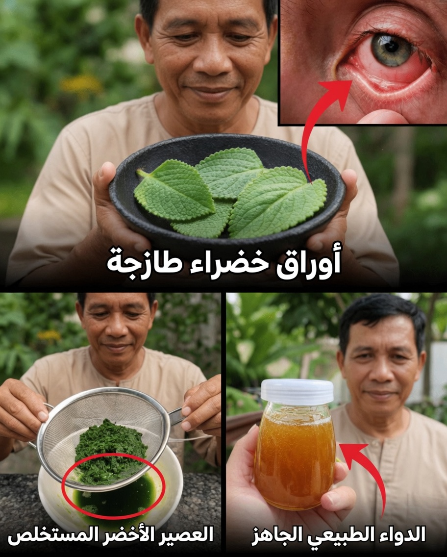 استكشاف الاستخدامات التقليدية للزعتر الكوبي: دليل لدعم صحة العين بشكل طبيعي