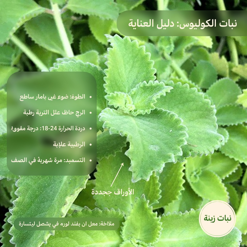 استكشاف الاستخدامات التقليدية للزعتر الكوبي: دليل لدعم صحة العين بشكل طبيعي