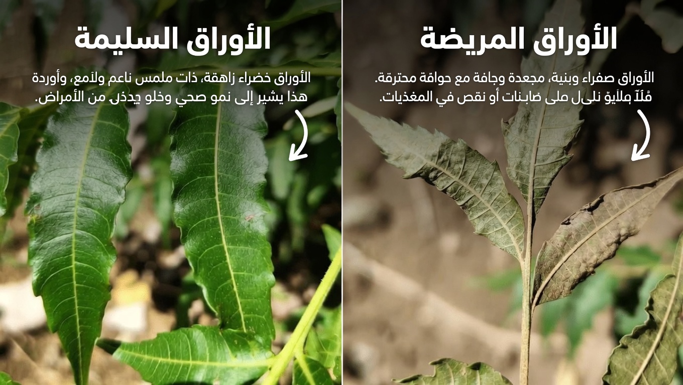 اكتشف كيف يمكن لأوراق النيم أن تساعد في إدارة نسبة السكر في الدم، وضغط الدم، والألم، ومستويات الكوليسترول، والدورة الدموية