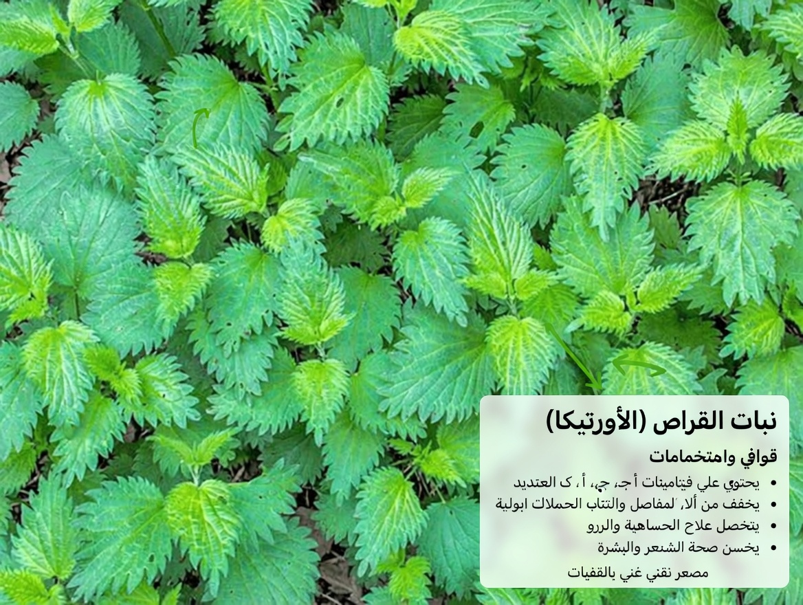 لا ينبغي أن يموت أي رجل بسبب سرطان البروستاتا: علاج طبيعي قوي يجب أن يعرفه كل رجل