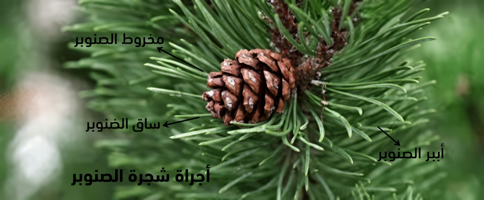 قوة إبر الصنوبر: 30 فائدة واستخدام منزلي