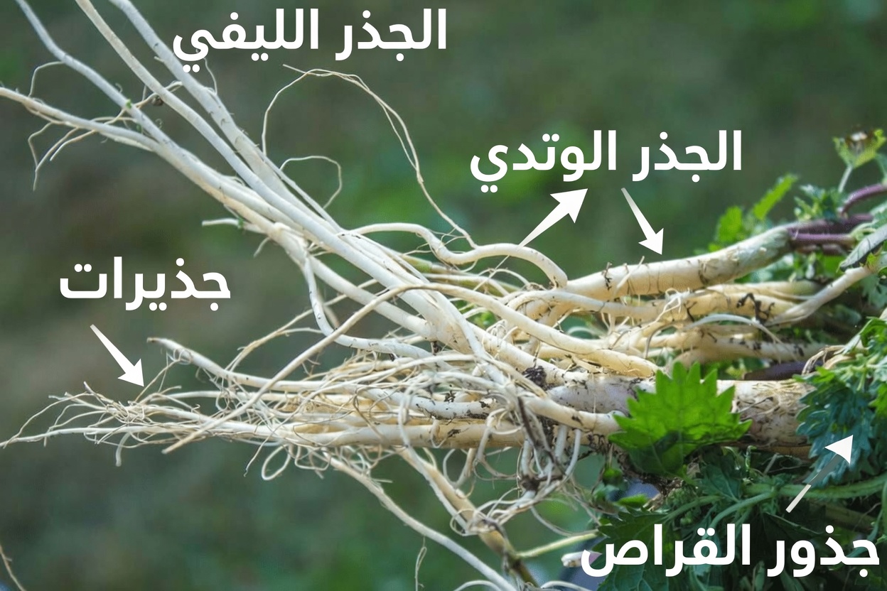 جذر القراص: متى تتناوله وكيف تستخدمه بأمان لراحة المسالك البولية لدى الرجال