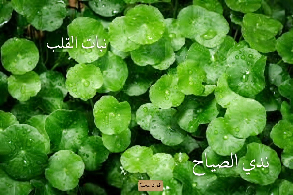 اكتشف أفضل 5 خضروات قد تساعد طبيعيًا في دعم مستويات الكرياتينين الصحية وتحسين وظائف الكلى (معدل الترشيح الكبيبي GFR)