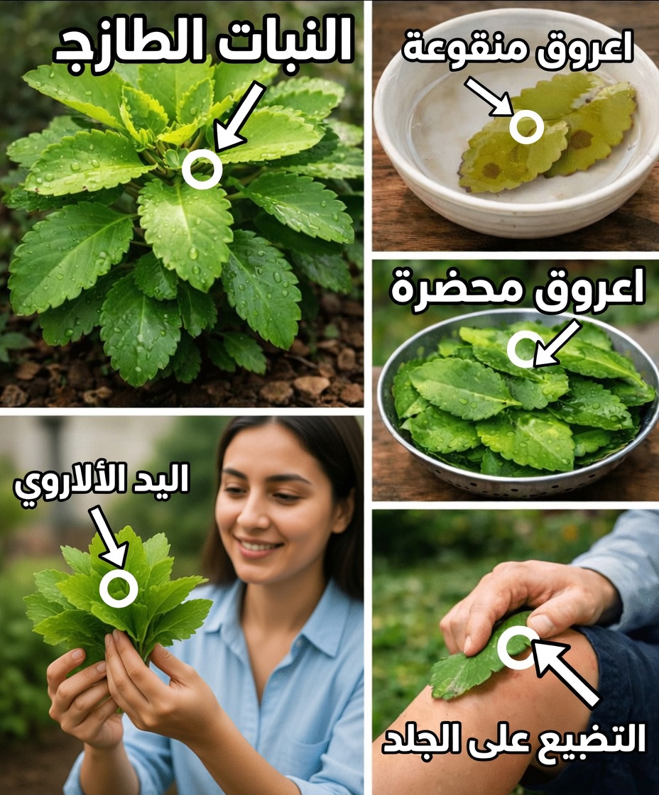 ورقة الحياة – النبتة الشافية التي تنمو في فناء منزلك الخلفي والتي تتمنى شركات الأدوية الكبرى ألا تلاحظها أبدًا