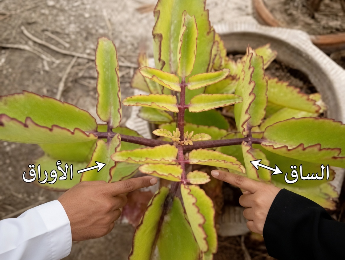 ورقة الحياة – النبتة الشافية التي تنمو في فناء منزلك الخلفي والتي تتمنى شركات الأدوية الكبرى ألا تلاحظها أبدًا