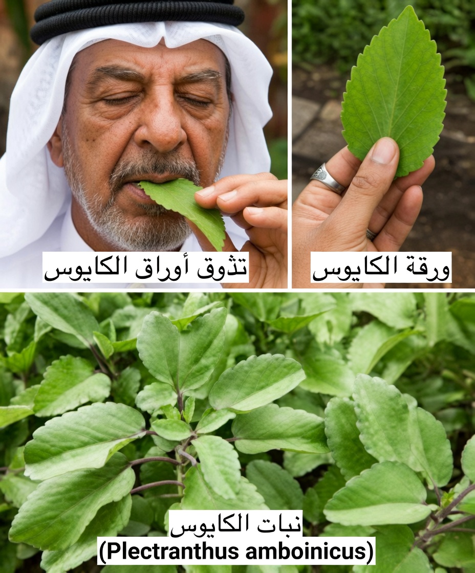 ورقة الحياة – النبتة الشافية التي تنمو في فناء منزلك الخلفي والتي تتمنى شركات الأدوية الكبرى ألا تلاحظها أبدًا