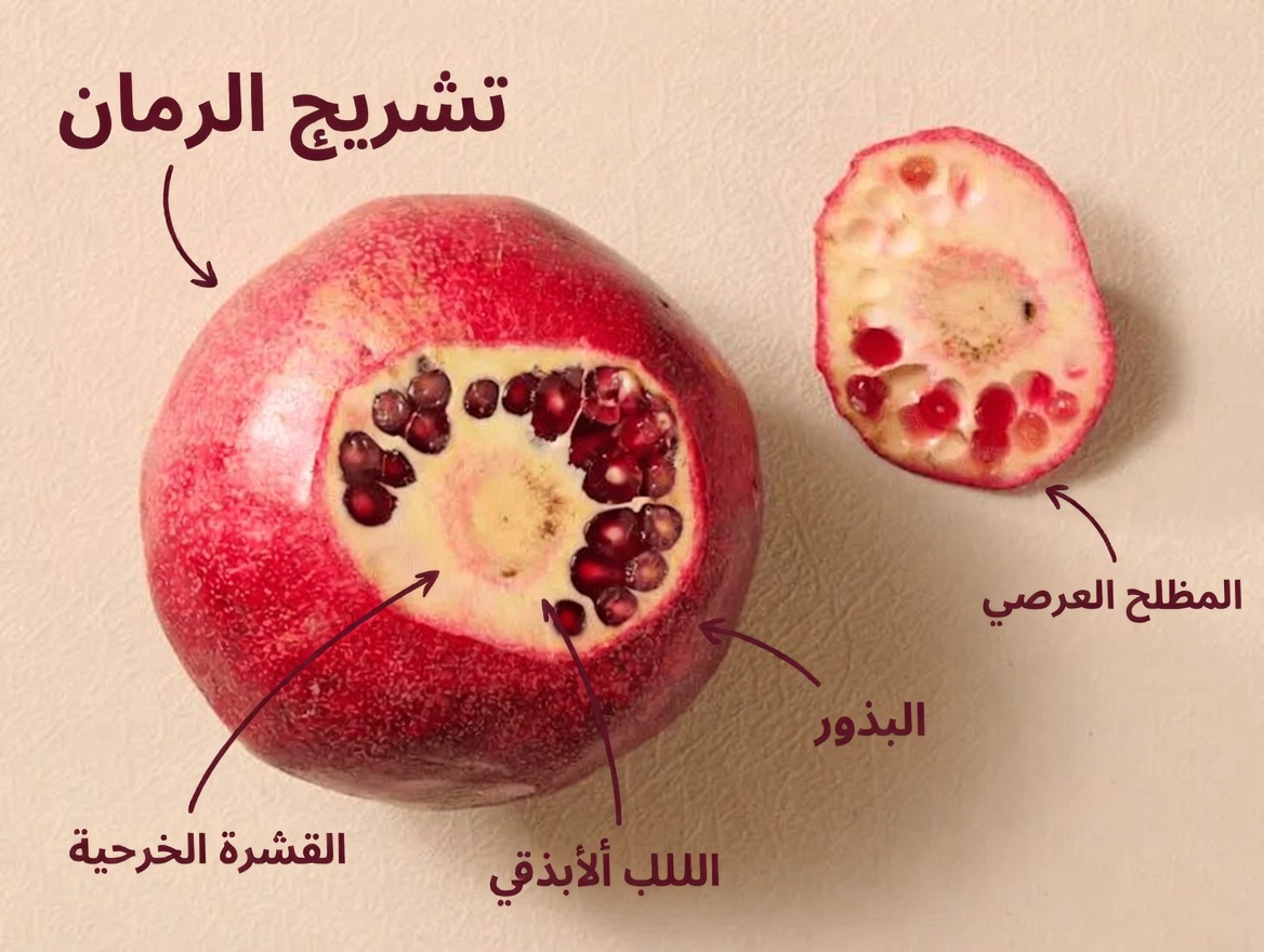 ٨ فواكه قوية قد تدعم صحة البروستاتا – الميزة الطبيعية التي يتغافل عنها معظم الرجال فوق سن الخمسين