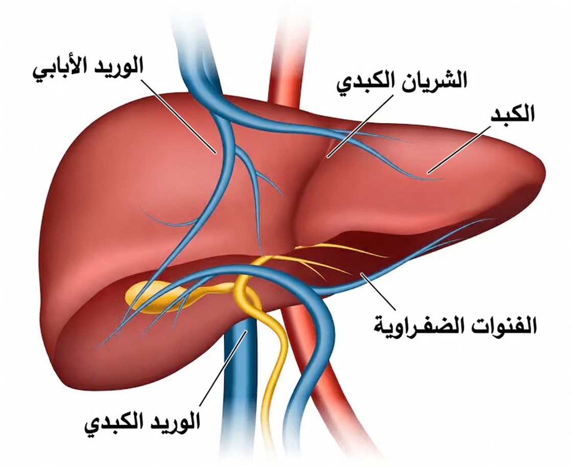 كم يستغرق كبدك للعودة إلى وضعه الطبيعي بعد الشرب؟ رؤى أساسية حول الجدول الزمني