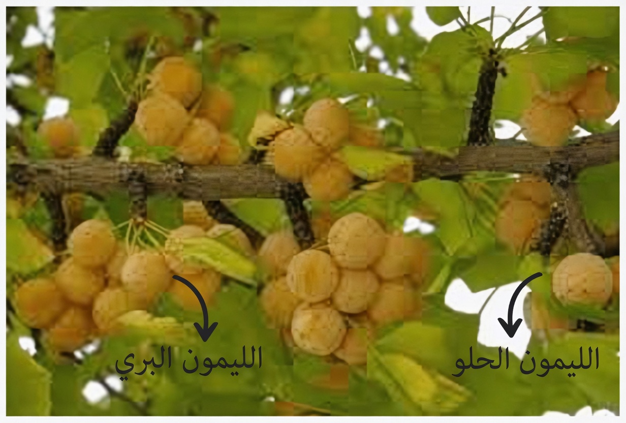 الأعشاب الخمسة الأكثر شيوعًا لتحسين الدورة الدموية في الساقين (وما يجب أن تعرفه أولًا)