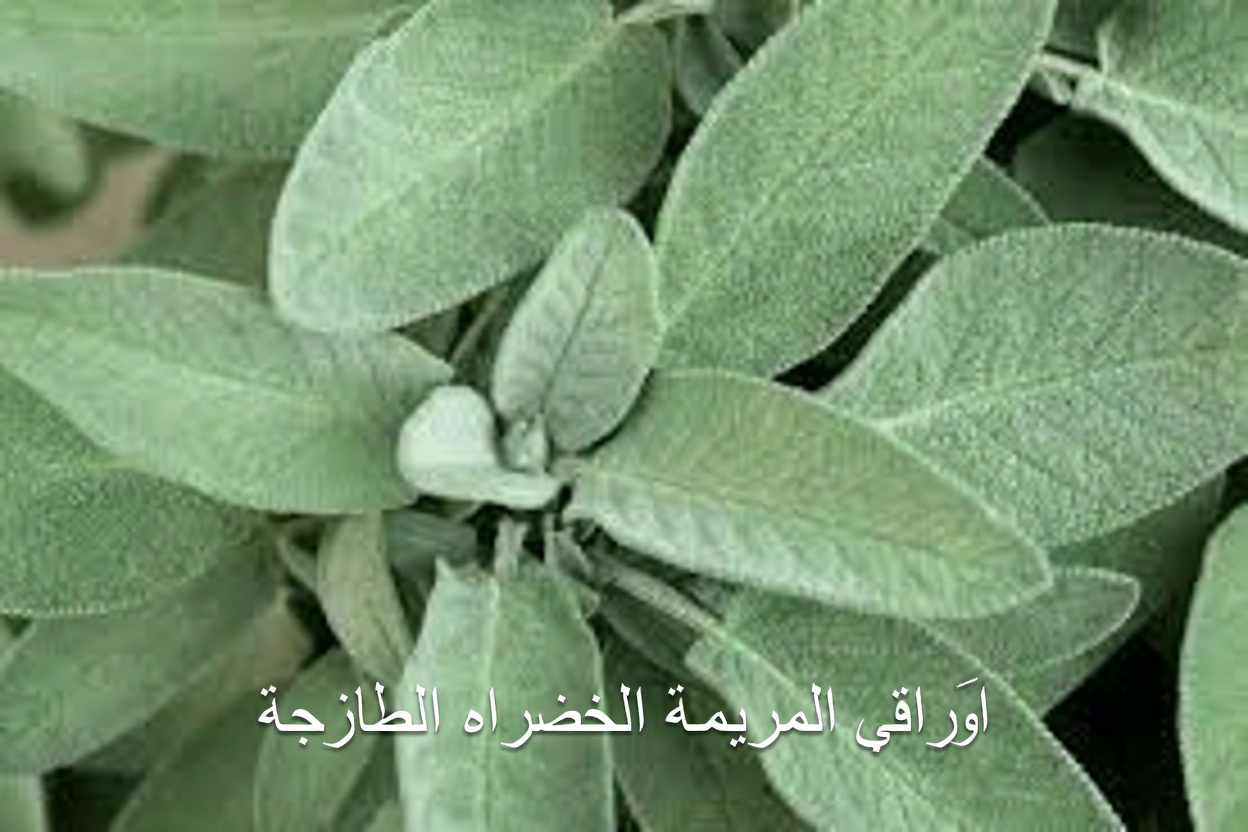 اكتشف 6 أعشاب قوية يمكن أن تساعد في تحسين صحتك طبيعيًا مع نصائح يومية سهلة