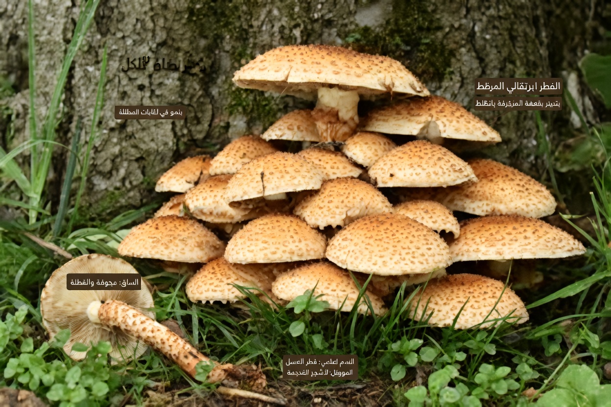 أفضل 10 أطعمة يومية تساعد من هم فوق 65 عامًا على حماية خلاياهم والتقدم في العمر بصحة جيدة