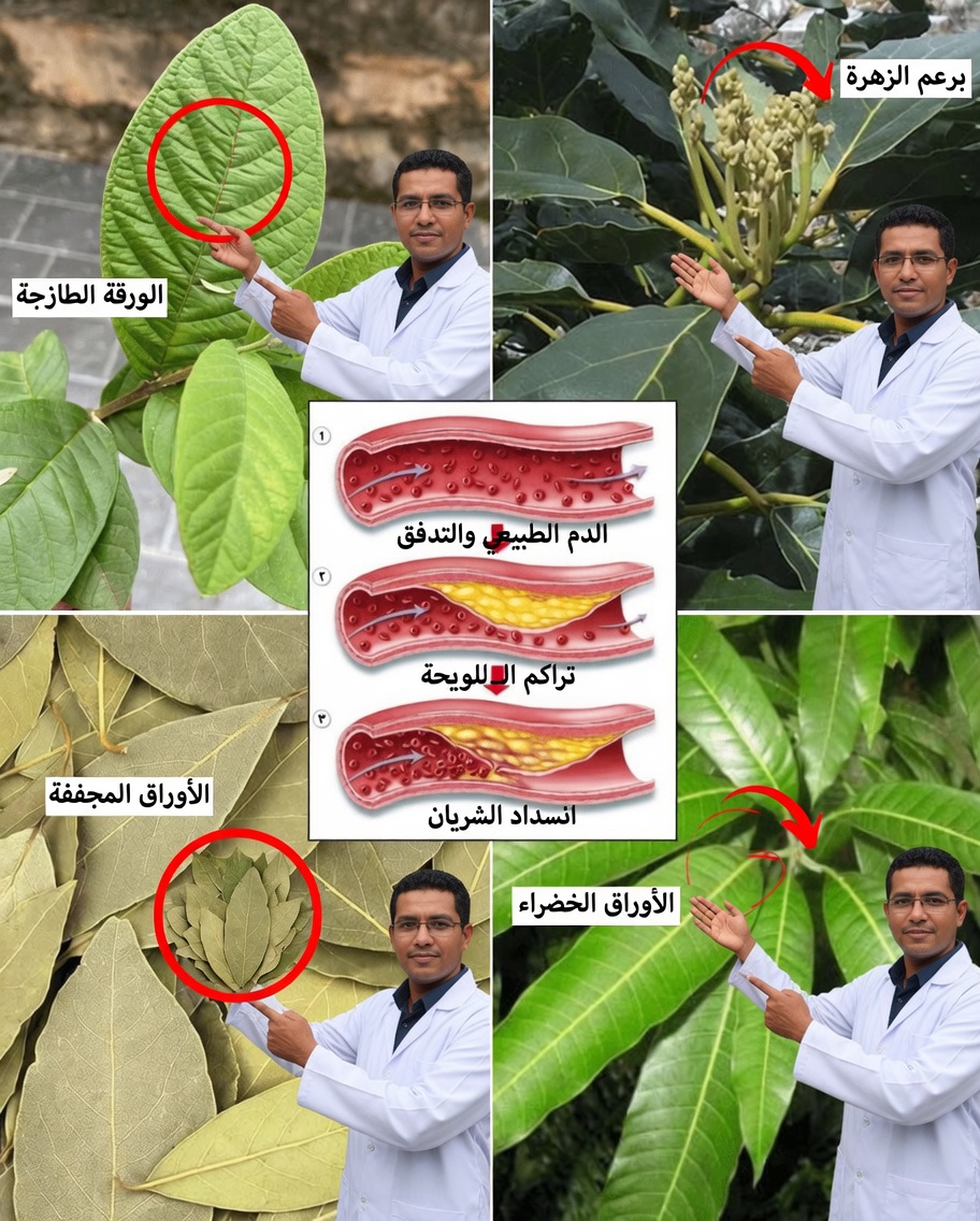 الأوراق الأربع القوية التي قد تدعم مرض السكري، والوقاية من السرطان، والكبد الدهني، وضعف الدورة الدموية، وارتفاع ضغط الدم