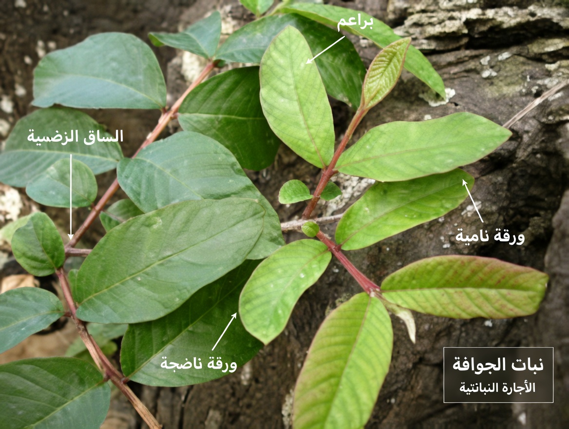 الأوراق الأربع القوية التي قد تدعم مرض السكري، والوقاية من السرطان، والكبد الدهني، وضعف الدورة الدموية، وارتفاع ضغط الدم