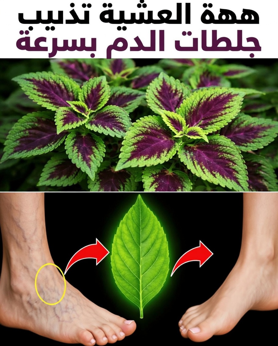اكتشف 6 أعشاب قوية قد تساعد في دعم الدورة الدموية الصحية وراحة الساقين بشكل طبيعي بعد سن الخامسة والأربعين