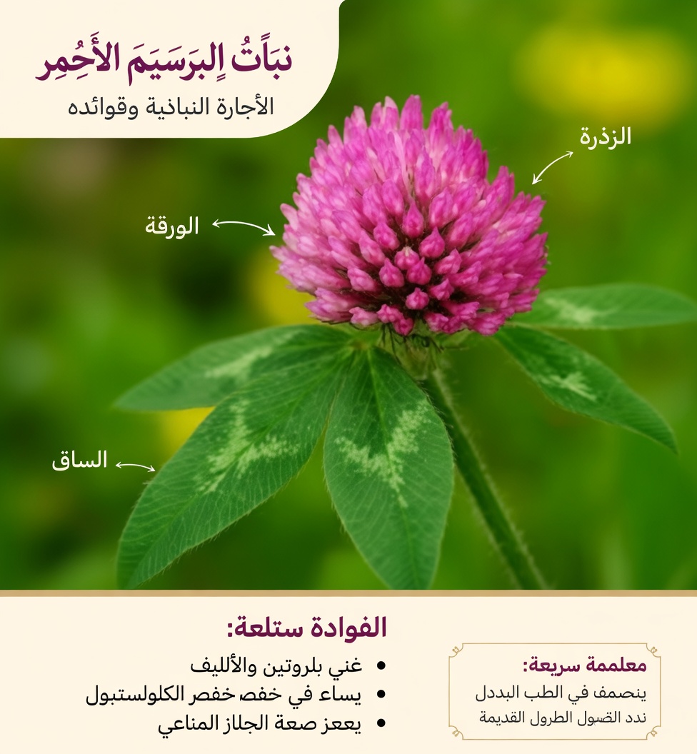 اكتشف 6 أعشاب قوية قد تساعد في دعم الدورة الدموية الصحية وراحة الساقين بشكل طبيعي بعد سن الخامسة والأربعين