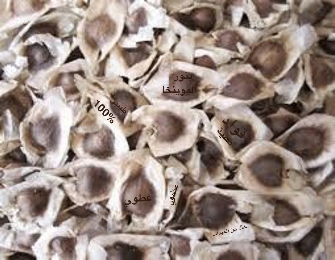 اكتشف القوة الخفية لبذور المورينجا: 12 فائدة تغيّر الحياة تؤكدها العلوم أخيرًا