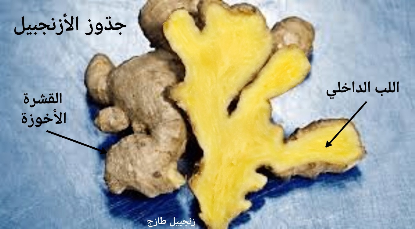 هل الزنجبيل آمن دائمًا للاستخدام اليومي للصحة؟ أبرز الآثار الجانبية والاحتياطات التي يجب أن يعرفها البالغون