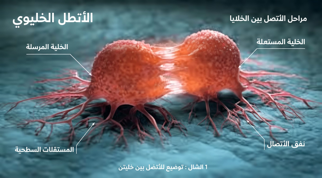 أسوأ 5 أطعمة قد تغذّي الخلايا السرطانية: ما تقترح الأبحاث أن عليك الحدّ منه