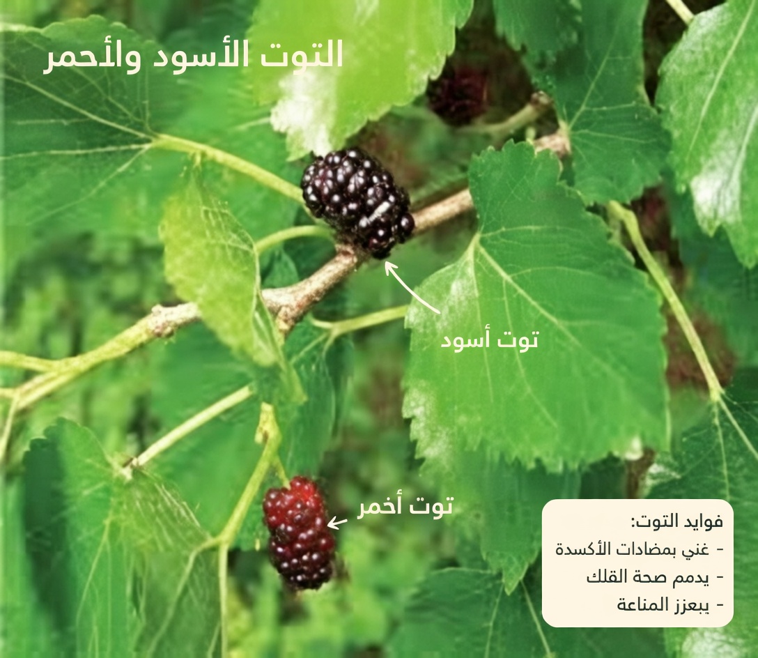 ورقة واحدة تقاوم السكري، وضغط الدم المرتفع، وآلام الجسم، والكوليسترول، وسوء الدورة الدموية — العلاج الطبيعي الذي تحتاجه!