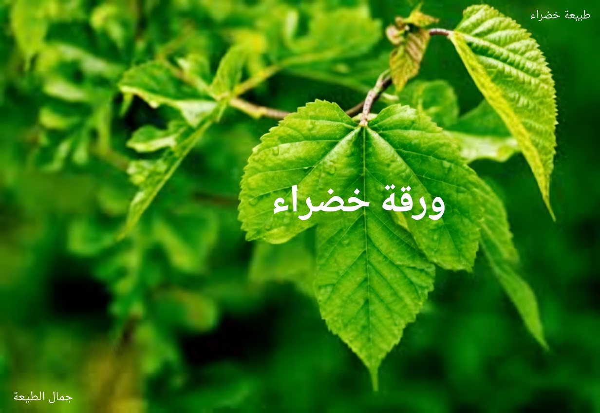 ورقة واحدة تقاوم السكري، وضغط الدم المرتفع، وآلام الجسم، والكوليسترول، وسوء الدورة الدموية — العلاج الطبيعي الذي تحتاجه!