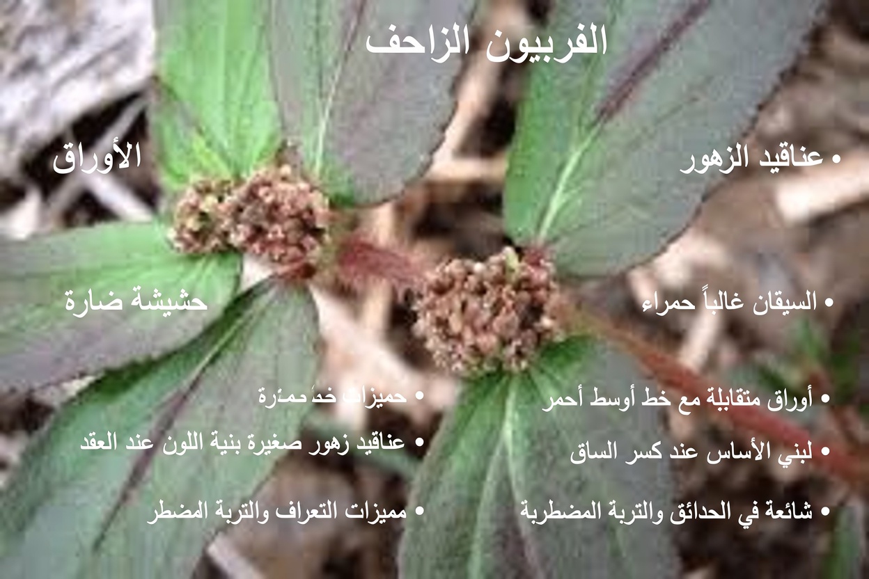 هل يؤثر إجهاد العين في أربعينياتك؟ اكتشف طرقًا آمنة لاستخدام نبات الإفوربيا هيرتا لزيادة الراحة