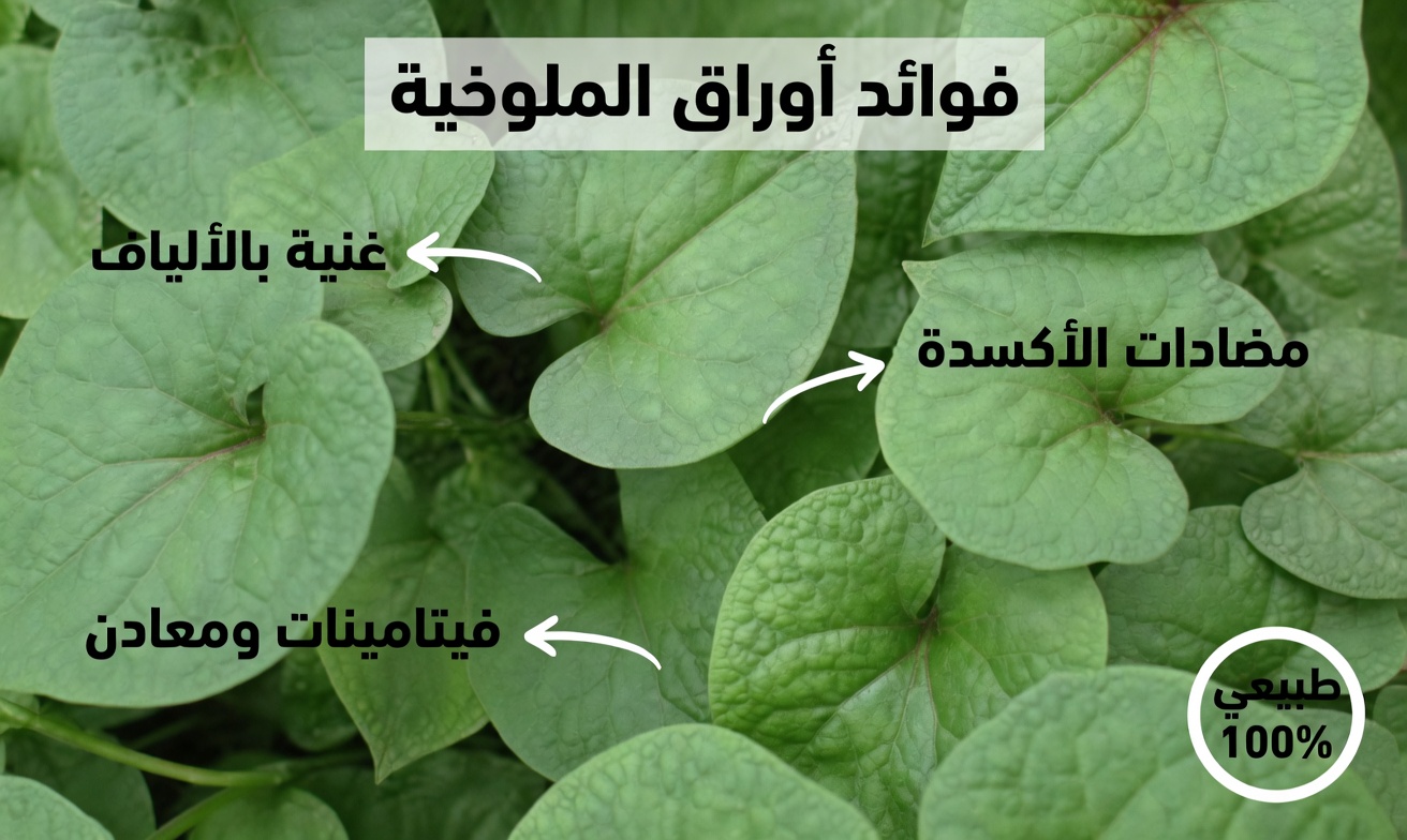 أفضل 5 خضروات قد تدعم طبيعيًا خفض مستوى الكرياتينين وتحسين وظائف الكلى (معدل الترشيح الكبيبي GFR)