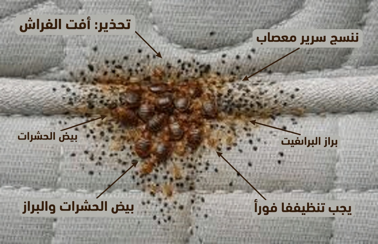 سوف يختفي البق من حديقتك في غضون دقائق قليلة إذا فعلت هذا… أم لن يختفي؟ الحقيقة الكاملة