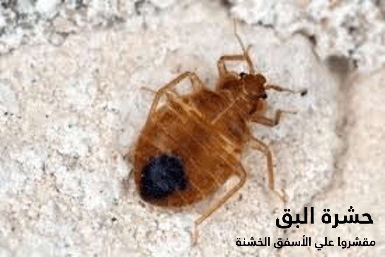 سوف يختفي البق من حديقتك في غضون دقائق قليلة إذا فعلت هذا… أم لن يختفي؟ الحقيقة الكاملة