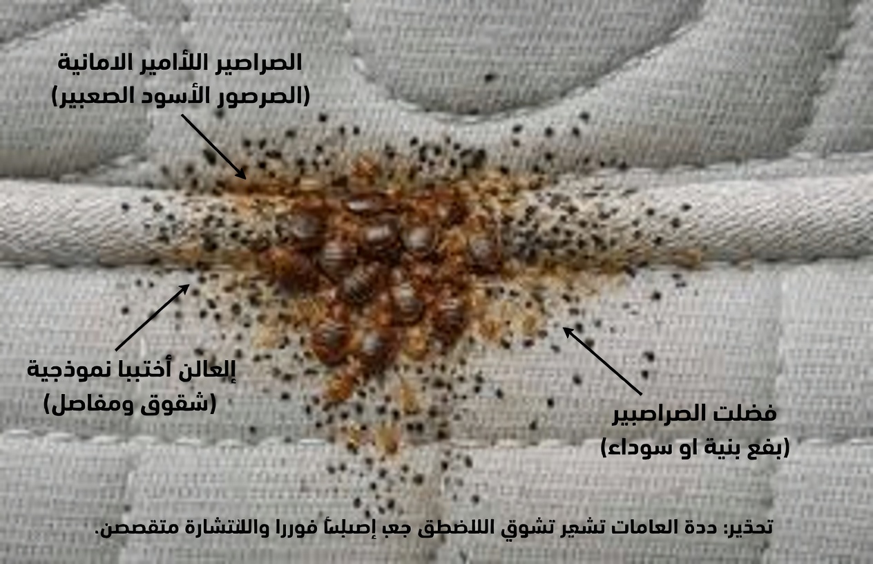 بقّ الفراش سيختفي من حديقتك خلال دقائق قليلة إذا فعلت هذا… أم هل سيفعل حقًا؟ الحقيقة الكاملة
