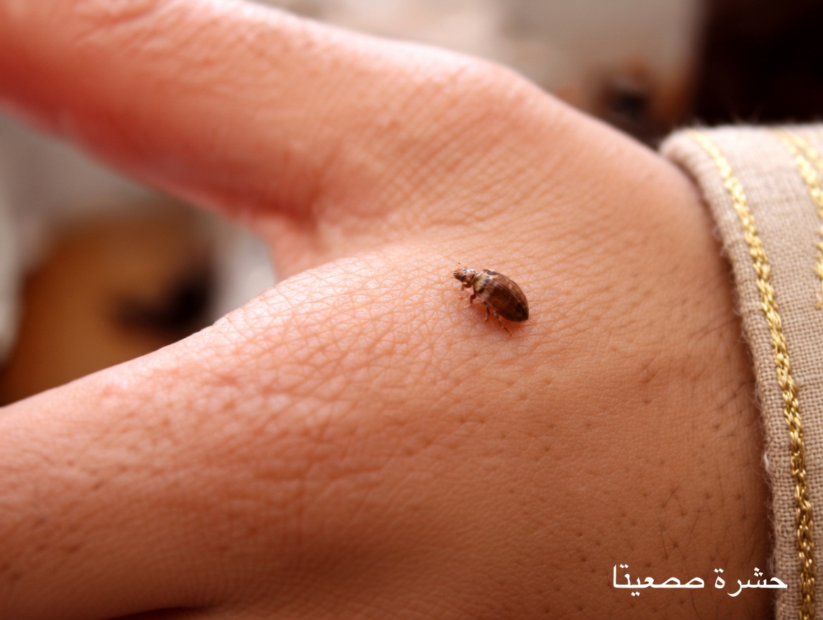 بقّ الفراش سيختفي من حديقتك خلال دقائق قليلة إذا فعلت هذا… أم هل سيفعل حقًا؟ الحقيقة الكاملة