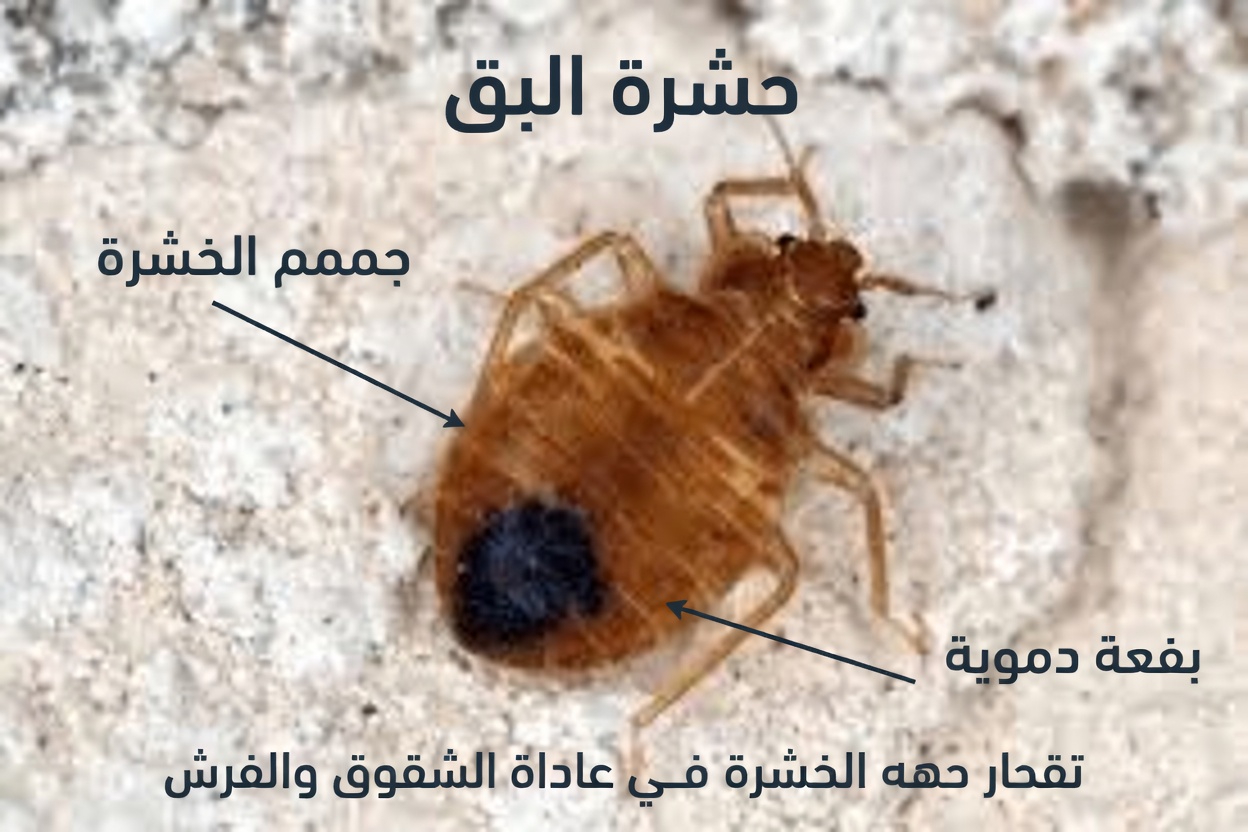بقّ الفراش سيختفي من حديقتك خلال دقائق قليلة إذا فعلت هذا… أم هل سيفعل حقًا؟ الحقيقة الكاملة