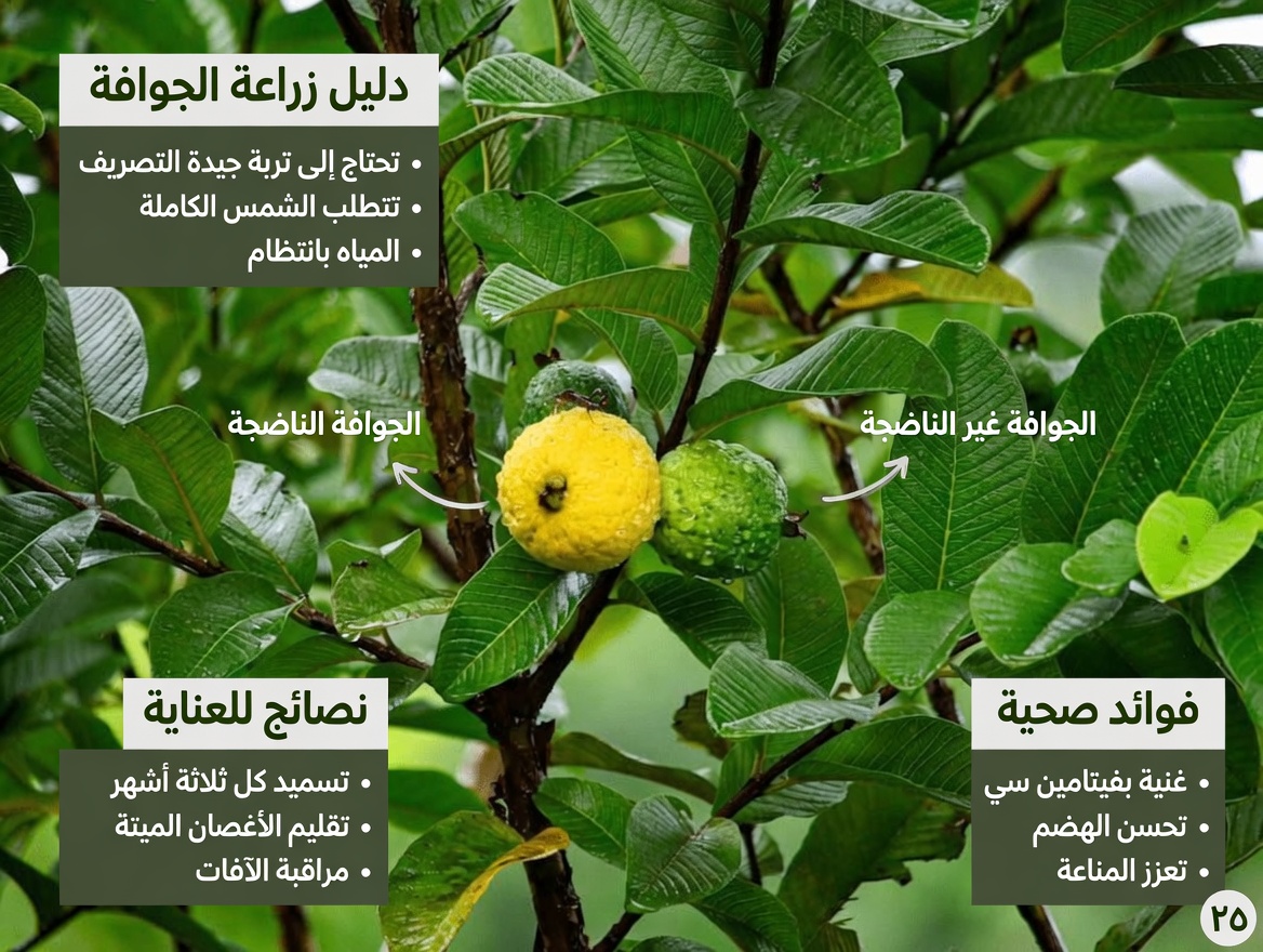 اكشف سر الطبيعة لابتسامتك: أفضل 3 علاجات بأوراق الجوافة لدعم العناية اليومية بالفم