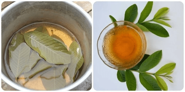 اكشف سر الطبيعة لابتسامتك: أفضل 3 علاجات بأوراق الجوافة لدعم العناية اليومية بالفم